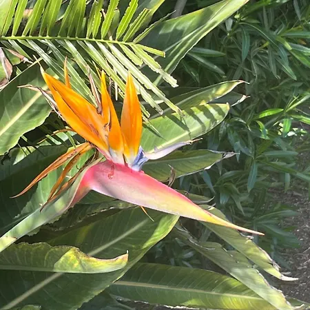 Vale Do Lobo 5 Bed With Large Pool Overlooking Golf Course 别墅