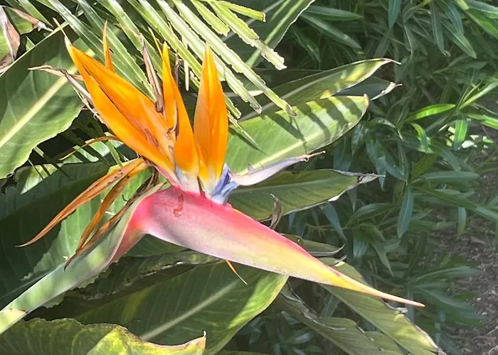 Vale Do Lobo 5 Bed With Large Pool Overlooking Golf Course Vila