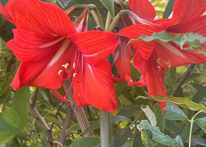 Vale Do Lobo 5 Bed With Large Pool Overlooking Golf Course *