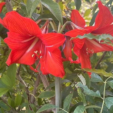 Vale Do Lobo 5 Bed With Large Pool Overlooking Golf Course *